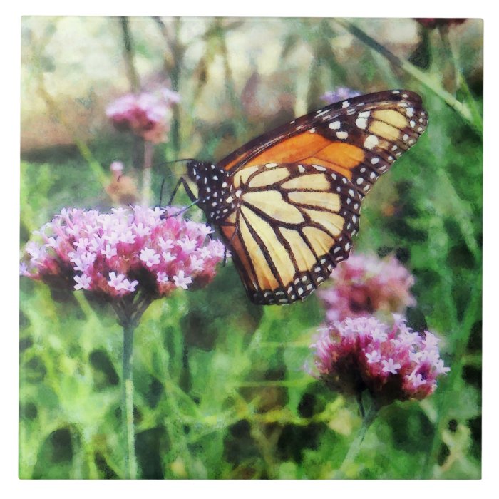 Monarch Butterfly on Pink Lantana Tile
