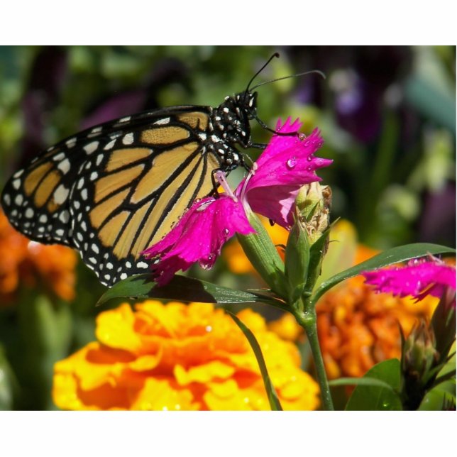Monarch butterfly on pink marigold-photo sculpture (Front)