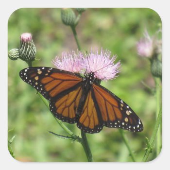 Monarch Butterfly On Pink Thistle Stickers by CatsEyeViewGifts at Zazzle