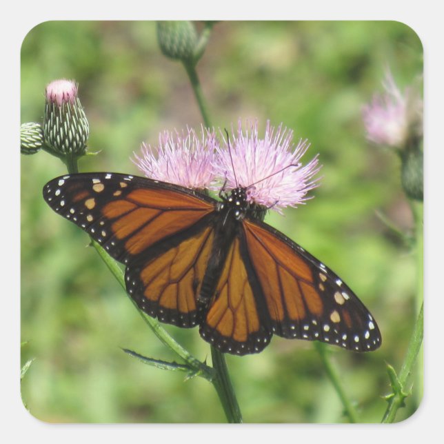 Monarch Butterfly on Pink Thistle Stickers (Front)
