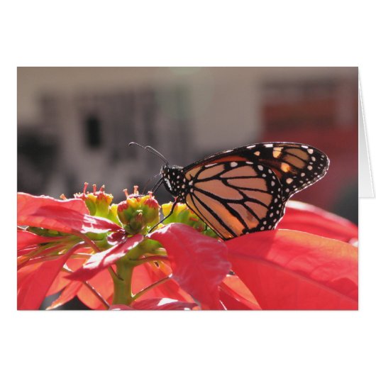 Monarch Butterfly on Poinsettia (Front Horizontal)