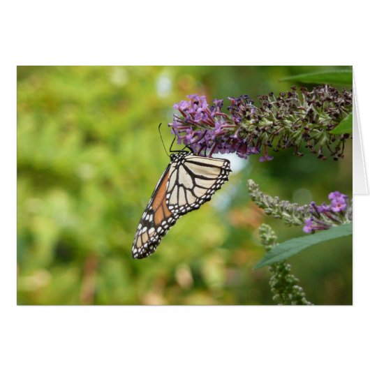Monarch Butterfly on Purple Butterfly Bush (Front Horizontal)