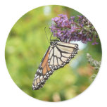 Monarch Butterfly on Purple Butterfly Bush Classic Round Sticker