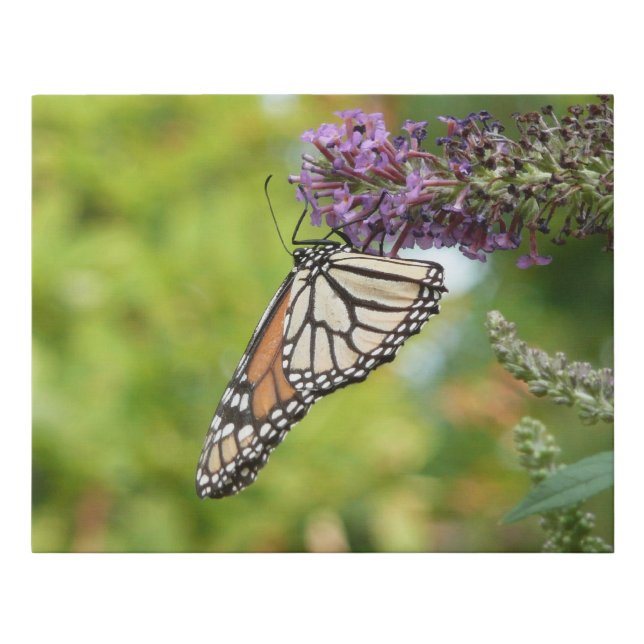 Monarch Butterfly on Purple Butterfly Bush Faux Canvas Print (Front)