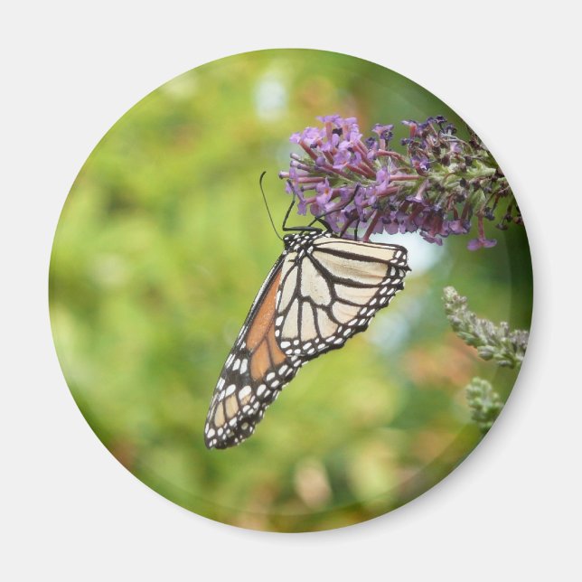 Monarch Butterfly on Purple Butterfly Bush Magnet (Front)