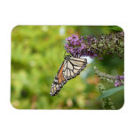 Monarch Butterfly on Purple Butterfly Bush Magnet