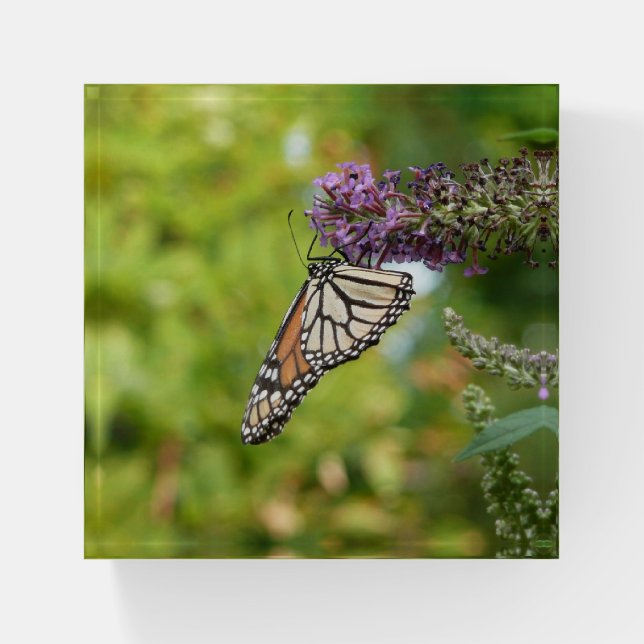 Monarch Butterfly on Purple Butterfly Bush Paperweight (Front)
