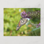 Monarch Butterfly on Purple Butterfly Bush Postcard