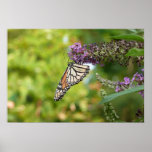 Monarch Butterfly on Purple Butterfly Bush Poster