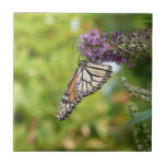 Monarch Butterfly on Purple Butterfly Bush Tile