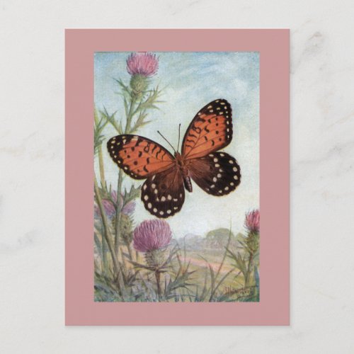 Monarch Butterfly on Purple Clover Postcard