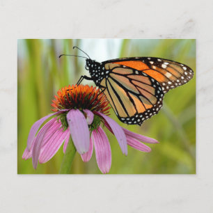 Monarch Butterfly on Purple Coneflower Photo Postcard