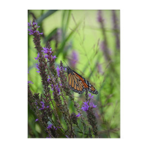 Monarch Butterfly on Purple Flowers against Green Acrylic Print