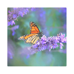 Monarch Butterfly on Purple lilac Flower Metal Print