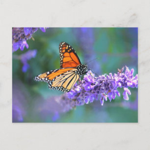 Monarch Butterfly on Purple lilac Flower Postcard
