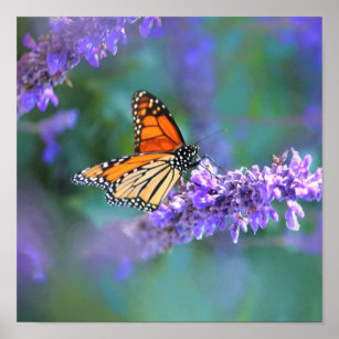 Monarch Butterfly on Purple lilac Flower Poster