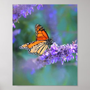 Monarch Butterfly on Purple lilac Flower Poster