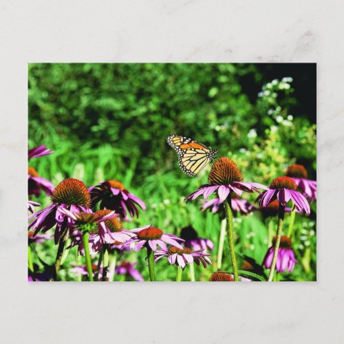 Monarch butterfly on purple prairie coneflower postcard