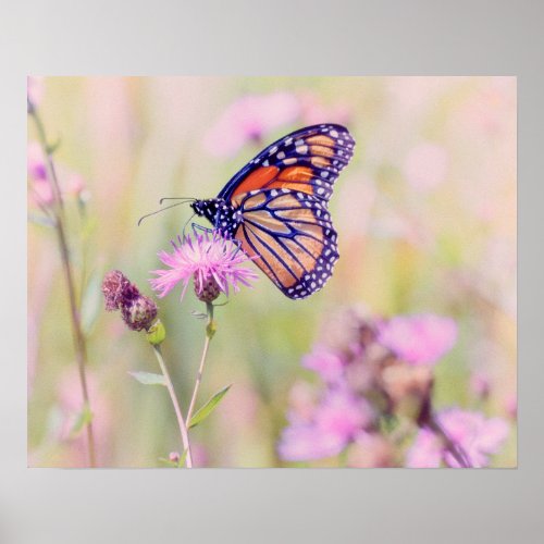 Monarch Butterfly on Purple Thistle High Key Poster