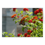 Monarch Butterfly on Red Butterfly Bush