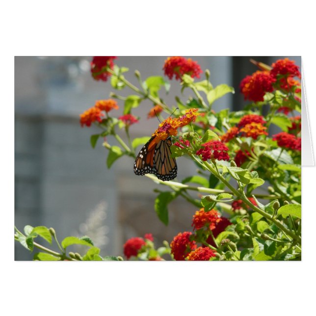 Monarch Butterfly on Red Butterfly Bush Cards (Front Horizontal)
