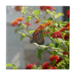 Monarch Butterfly on Red Butterfly Bush Ceramic Tile