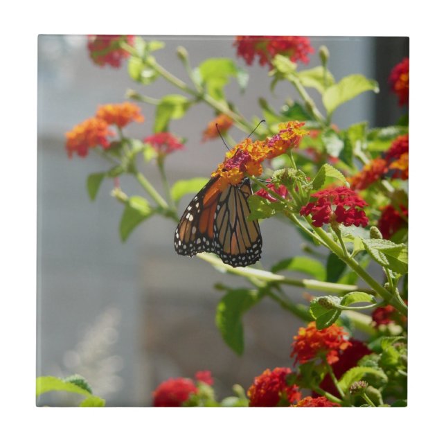 Monarch Butterfly on Red Butterfly Bush Ceramic Tile (Front)