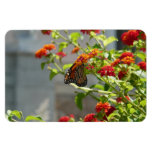 Monarch Butterfly on Red Butterfly Bush Magnet