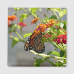 Monarch Butterfly on Red Butterfly Bush Magnet