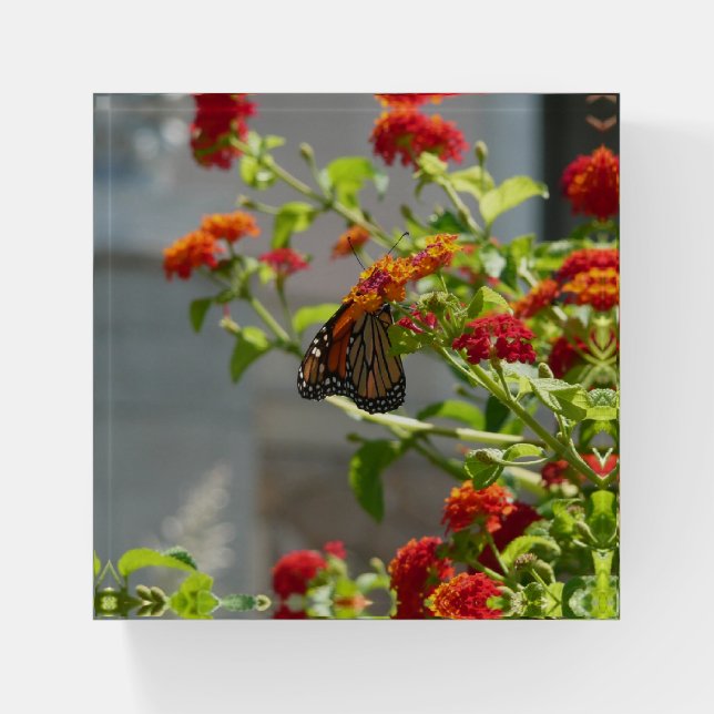 Monarch Butterfly on Red Butterfly Bush Paperweight (Front)