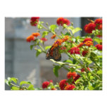 Monarch Butterfly on Red Butterfly Bush Photo Print