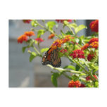 Monarch Butterfly on Red Butterfly Bush Postcard