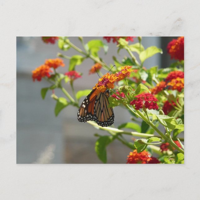 Monarch Butterfly on Red Butterfly Bush Postcard (Front)