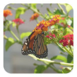 Monarch Butterfly on Red Butterfly Bush Square Sticker