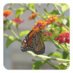 Monarch Butterfly on Red Butterfly Bush Square Sticker