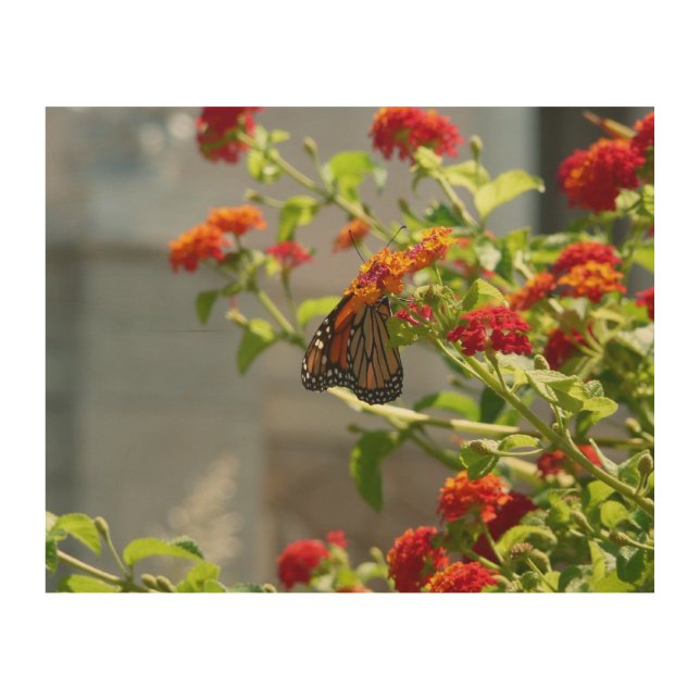 Monarch Butterfly on Red Butterfly Bush Wood Wall Decor (Front)