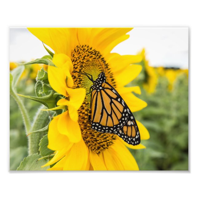 Monarch Butterfly on Sunflower Photography Print (Front)