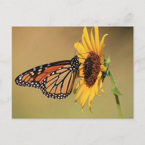 Monarch Butterfly on Sunflower Postcard