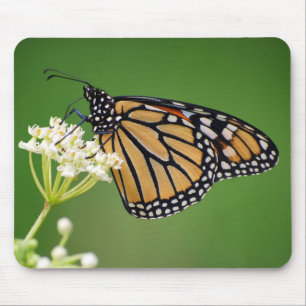 Monarch Butterfly on Swamp Milkweed Mousepad