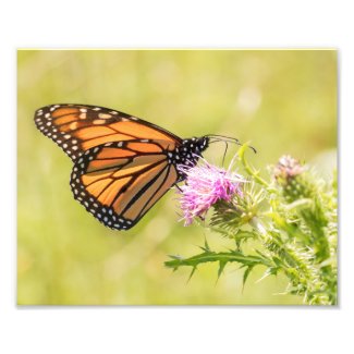 Monarch Butterfly on Thistle Photo Print