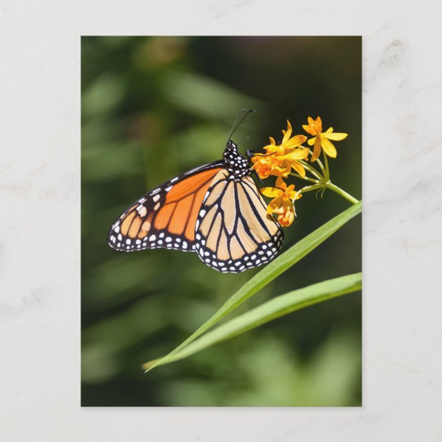 Monarch Butterfly on Tropical Milkweed Flowers Postcard (Front)
