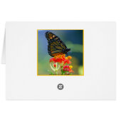Monarch Butterfly on White Swamp Milkweed Flower C (Back Horizontal)