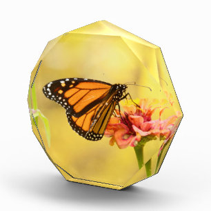 Monarch Butterfly on Zinnia Acrylic Award