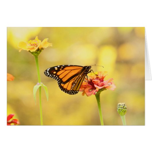 Monarch Butterfly on Zinnia Cards (Front Horizontal)