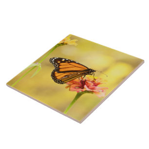Monarch Butterfly on Zinnia Tile