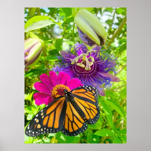 Monarch Butterfly On Zinnia With Purple Passion Poster