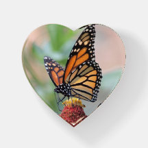 Monarch Butterfly Orange, Black, and Yellow Nature