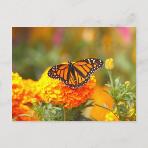 Monarch Butterfly Orange Marigold Photo Postcard