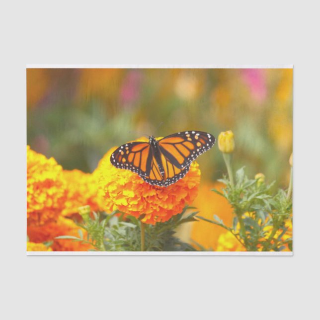 Monarch Butterfly Orange Marigold Photo Tissue Paper (Front)