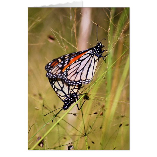 Monarch Butterfly Pair Card (Front)
